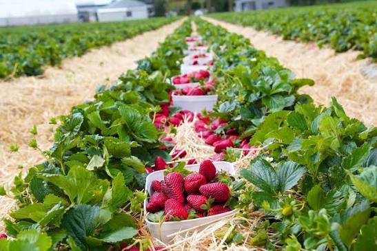 Farm