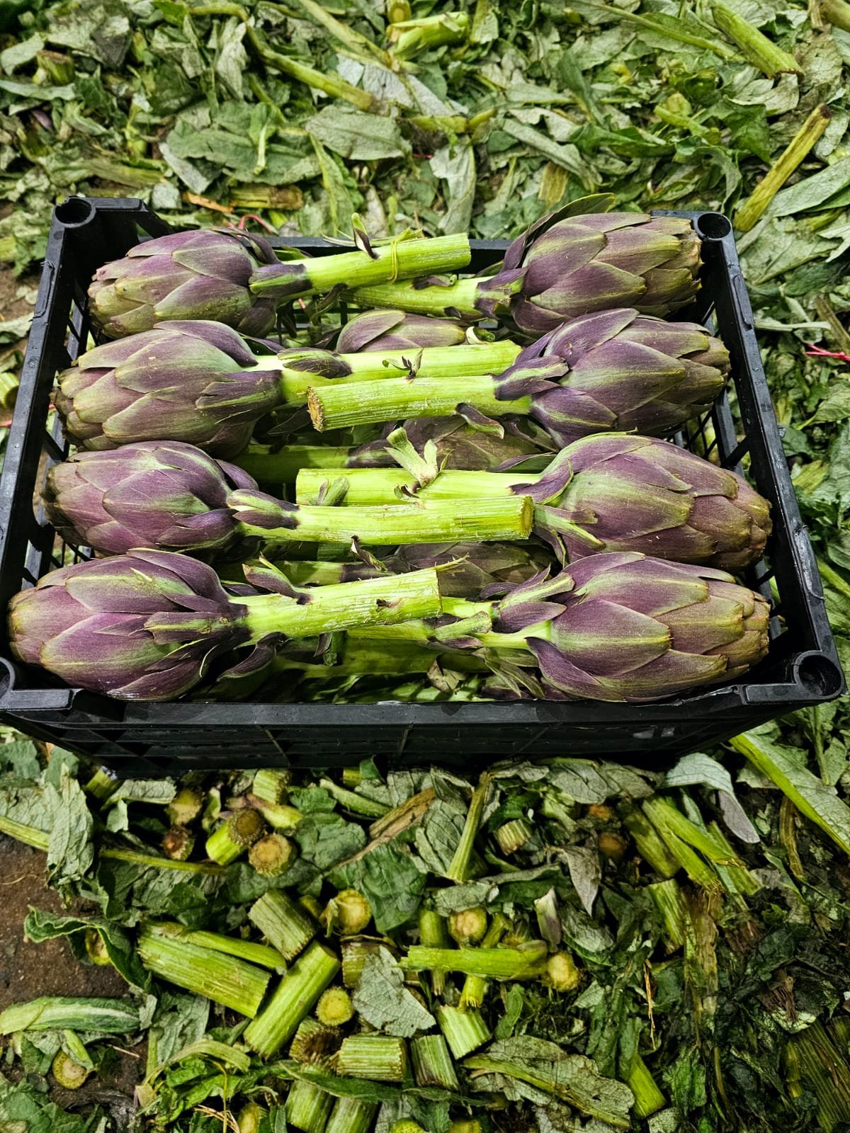 Fresh Artichoke