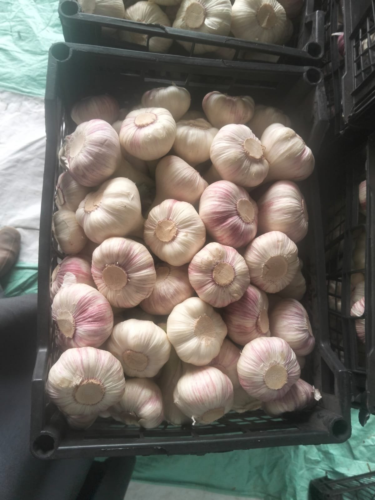 Fresh Garlic