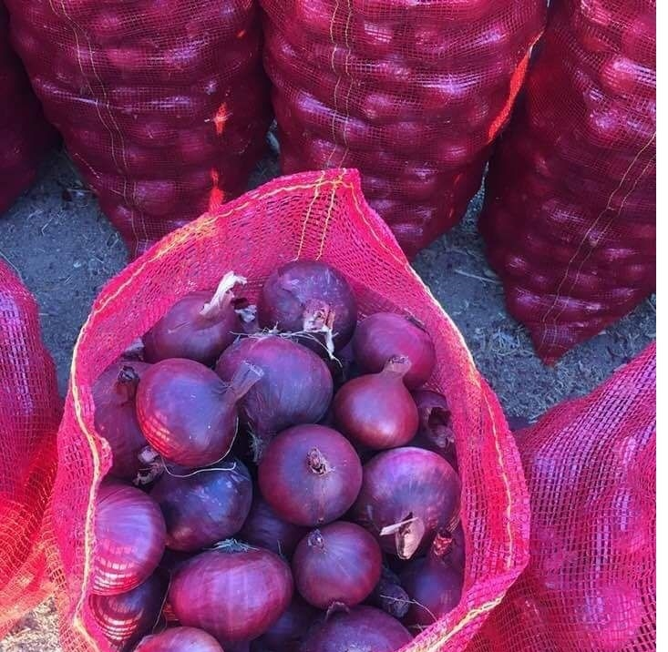 Fresh Onion