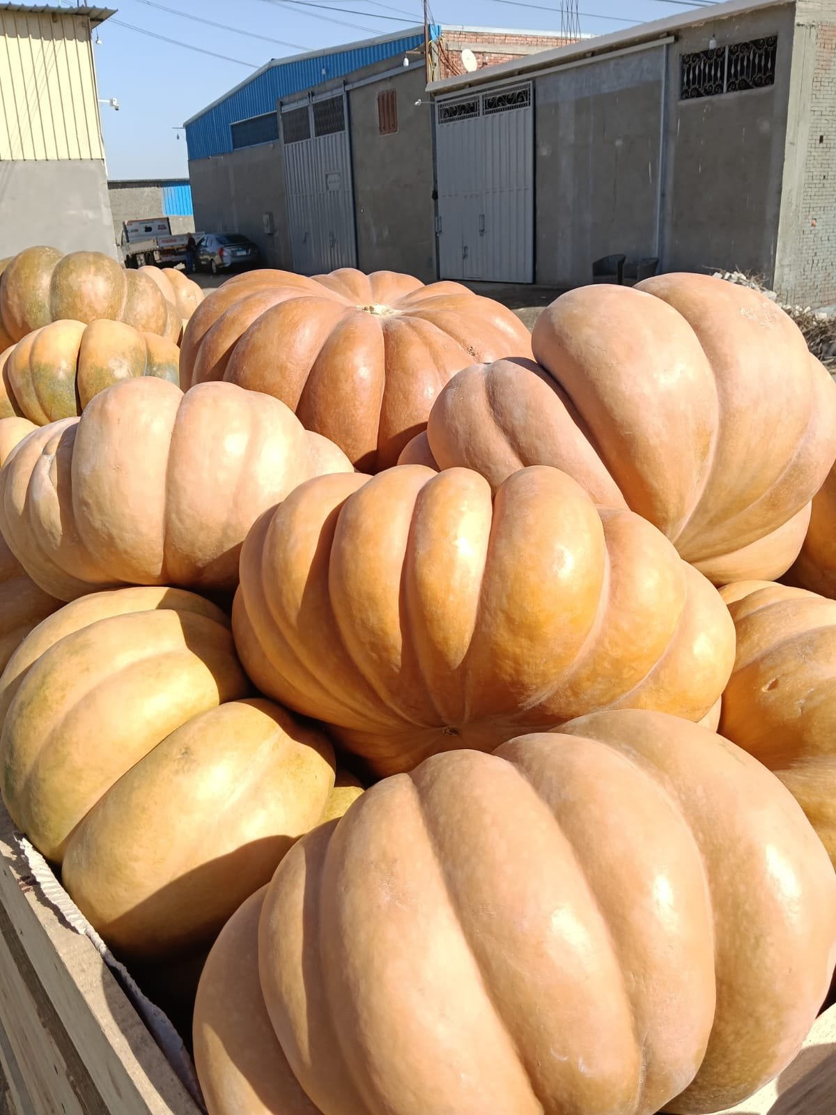 Fresh Pumpkin